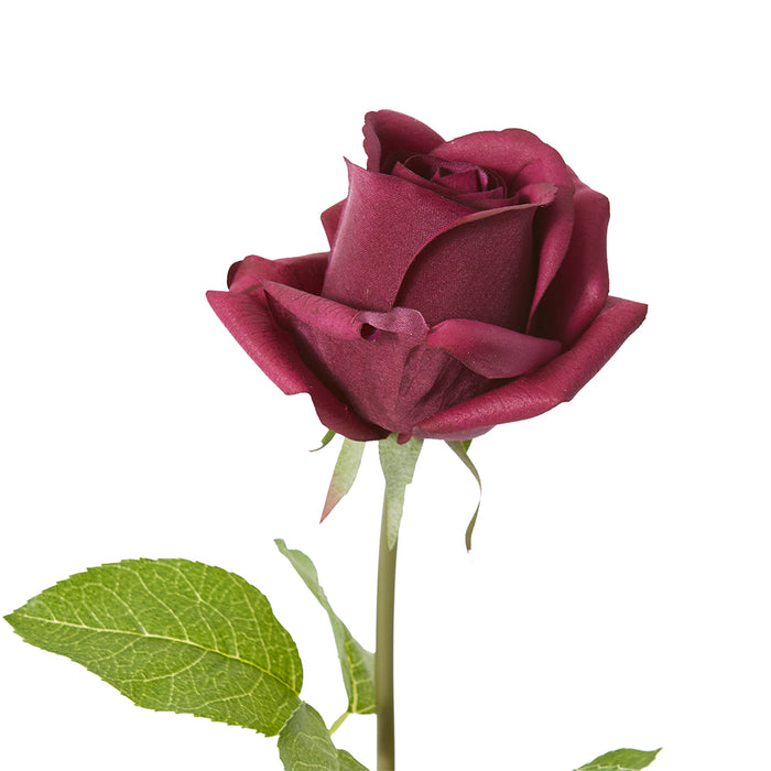 Rose Classic Short Stem (RT) Pack Of 12 - Burgundy, 45cm (H)