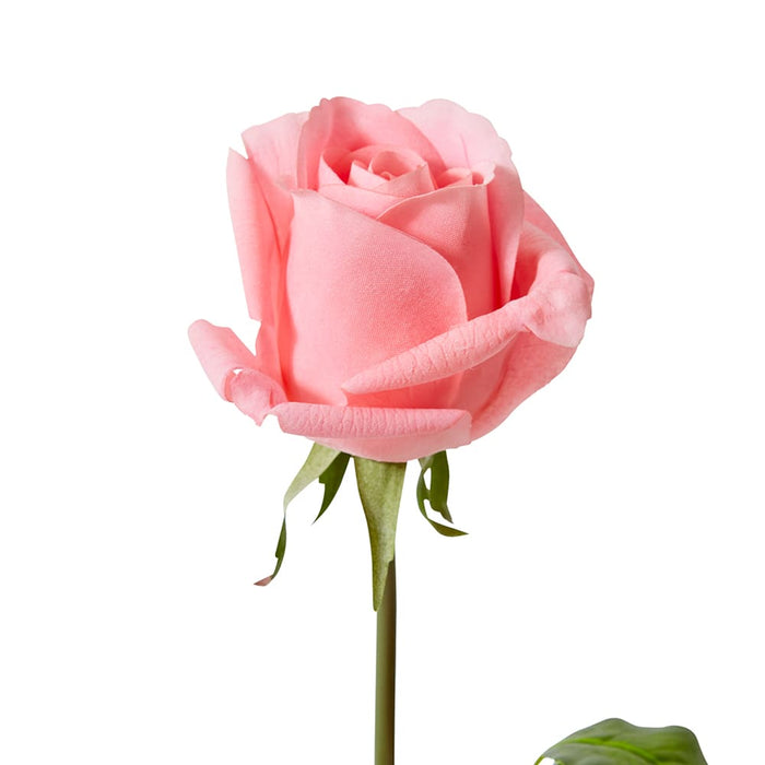 Rose Classic Short Stem (RT) Pack of 12 - Dark Pink, 45cm (H)