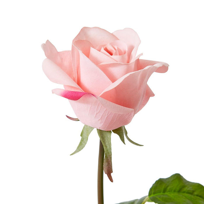 Rose Classic Short Stem (RT) Pack of 12 - Pink, 45cm (H)