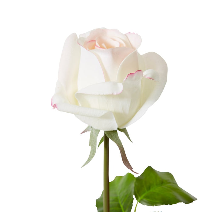 Rose Classic Short Stem (RT) Pack of 12 - Pink/Cream, 45cm (H)
