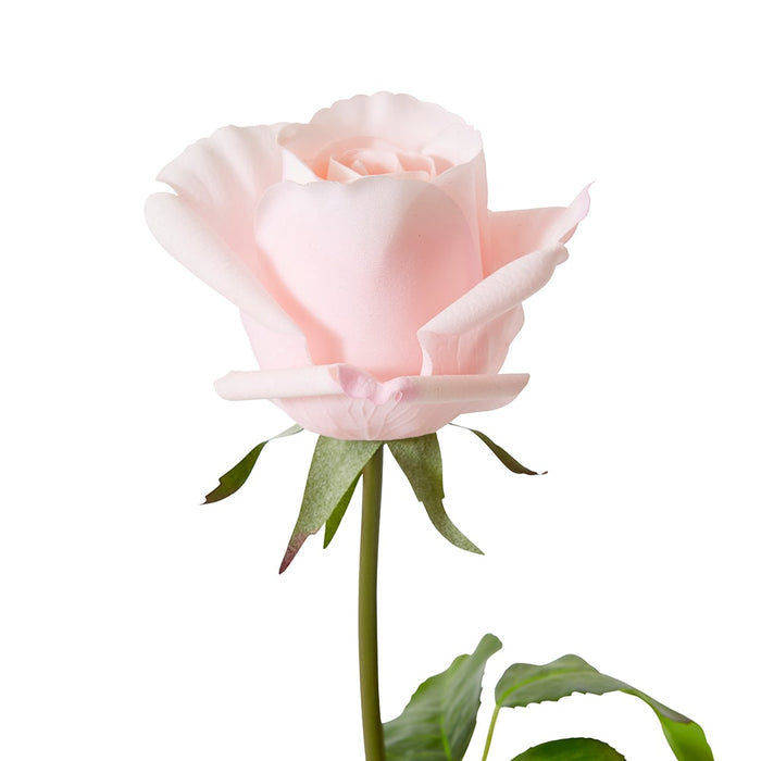 Rose Classic Short Stem (RT) Pack of 12 - Soft Pink, 45cm (H)