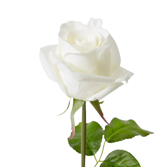 Rose Classic Short Stem (RT) Pack of 12 - White, 45cm (H)
