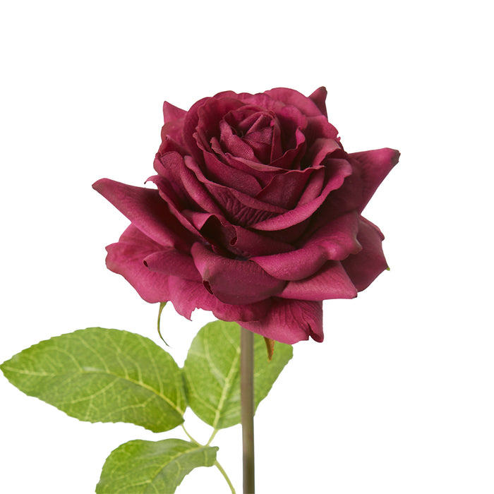 Rose Rambler Short Stem (RT) Pack Of 12 - Burgundy, 45cm (H)