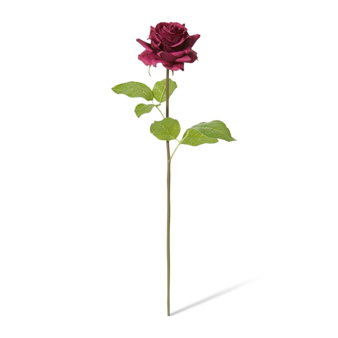 Rose Rambler Short Stem (RT) Pack Of 12 - Burgundy, 45cm (H)