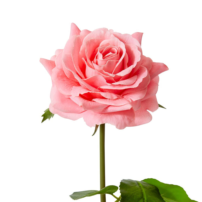 Rose Rambler Short Stem (RT) Pack of 12 - Dark Pink, 45cm (H)