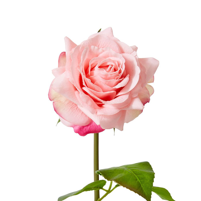Rose Rambler Short Stem (RT) Pack of 12 - Pink, 45cm (H)