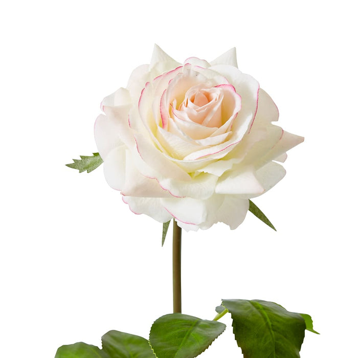 Rose Rambler Short Stem (RT) Pack of 12 - Pink/Cream, 45cm (H)