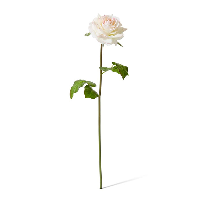 Rose Rambler Short Stem (RT) Pack of 12 - Pink/Cream, 45cm (H)