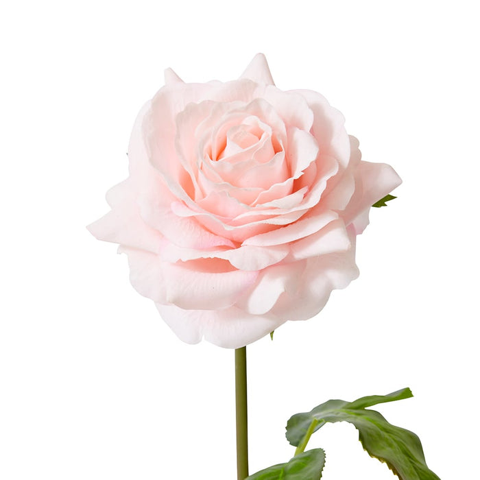 Rose Rambler Short Stem (RT) Pack of 12 - Soft Pink, 45cm (H)