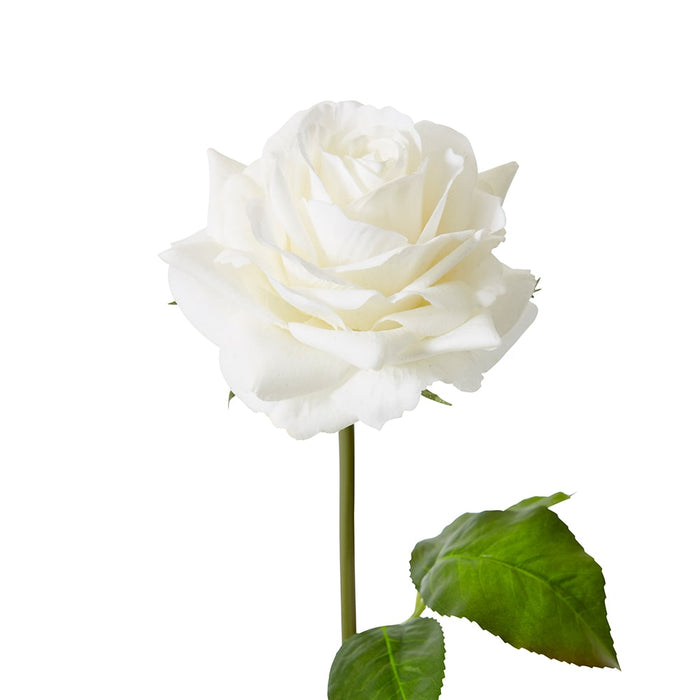 Rose Rambler Short Stem (RT) Pack of 12 - White, 45cm (H)