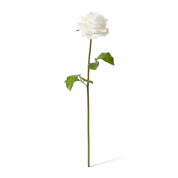 Rose Rambler Short Stem (RT) Pack of 12 - White, 45cm (H)