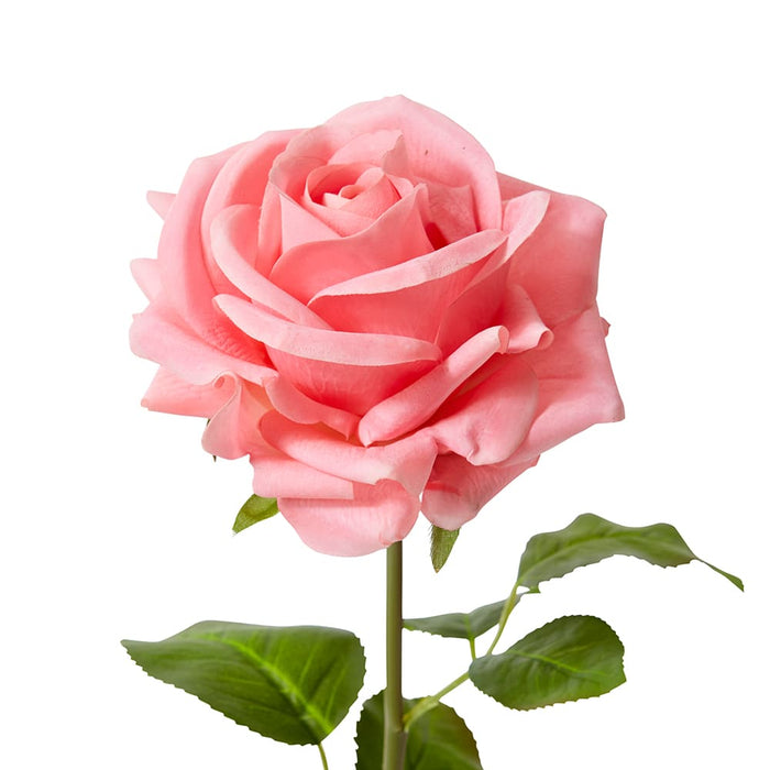 Rose Garden Short Stem (RT) Pack of 12 - Dark Pink, 45cm (H)