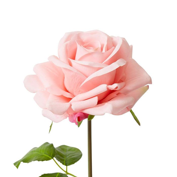Rose Garden Short Stem (RT) Pack of 12 - Pink, 45cm (H)