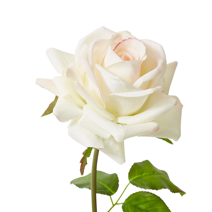 Rose Garden Short Stem (RT) Pack of 12 - Pink/Cream, 45cm (H)