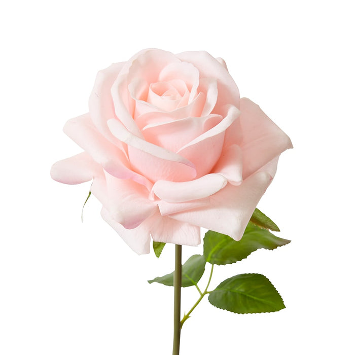 Rose Garden Short Stem (RT) Pack of 12 - Soft Pink, 45cm (H)