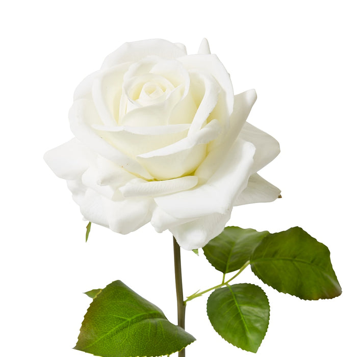 Rose Garden Short Stem (RT) Pack of 12 - White, 45cm (H)