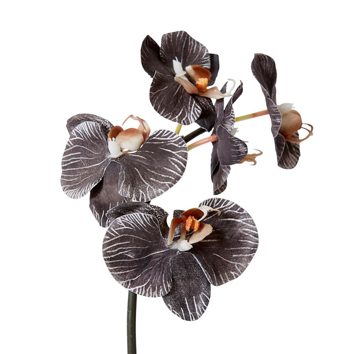 Phalaenopsis Orchid Mini Stem Pack of 12 - Black, 51cm (H)
