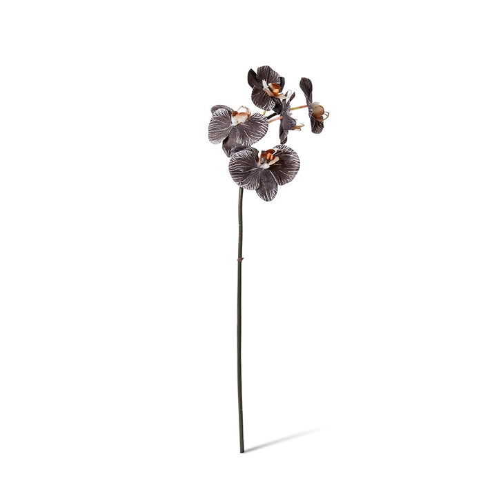 Phalaenopsis Orchid Mini Stem Pack of 12 - Black, 51cm (H)
