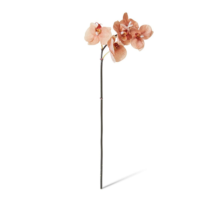 Phalaenopsis Orchid Mini Stem Pack of 12 - Brown, 51cm (H)