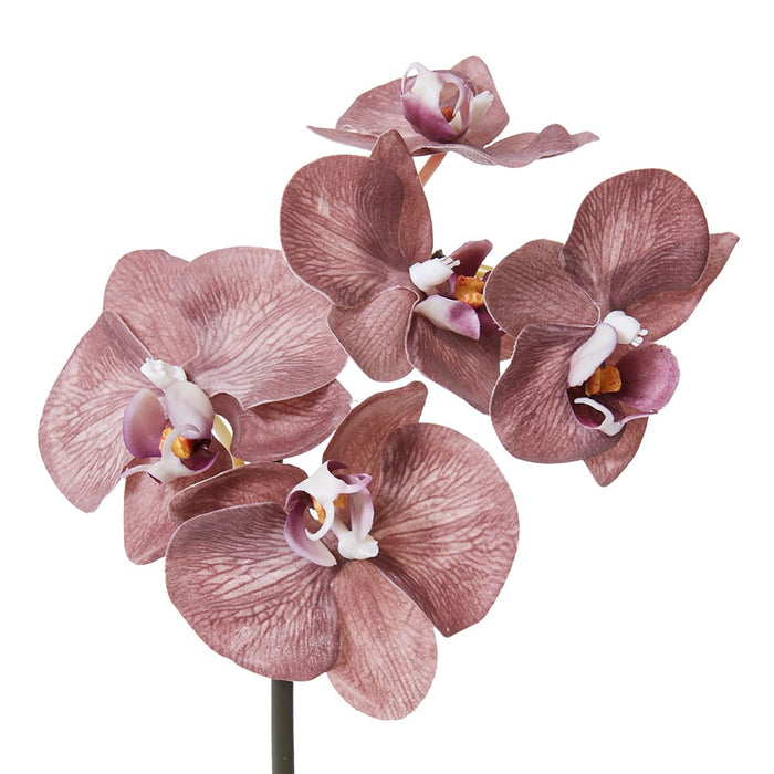 Phalaenopsis Orchid Mini Stem Pack of 12 - Dark Brown, 51cm (H)