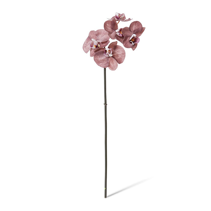 Phalaenopsis Orchid Mini Stem Pack of 12 - Dark Brown, 51cm (H)