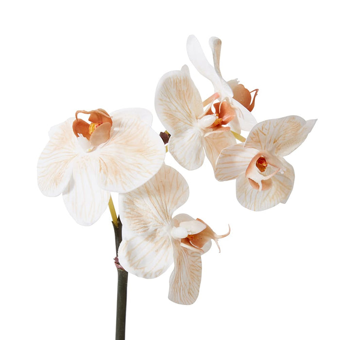 Phalaenopsis Orchid Mini Stem Pack of 12 - Light Brown, 51cm (H)
