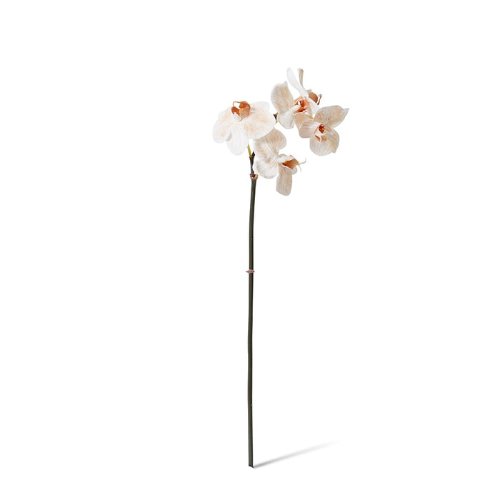 Phalaenopsis Orchid Mini Stem Pack of 12 - Light Brown, 51cm (H)
