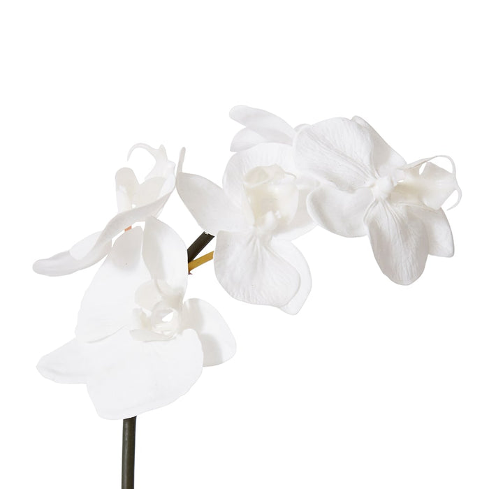 Phalaenopsis Orchid Mini Stem Pack of 12 - White, 51cm (H)