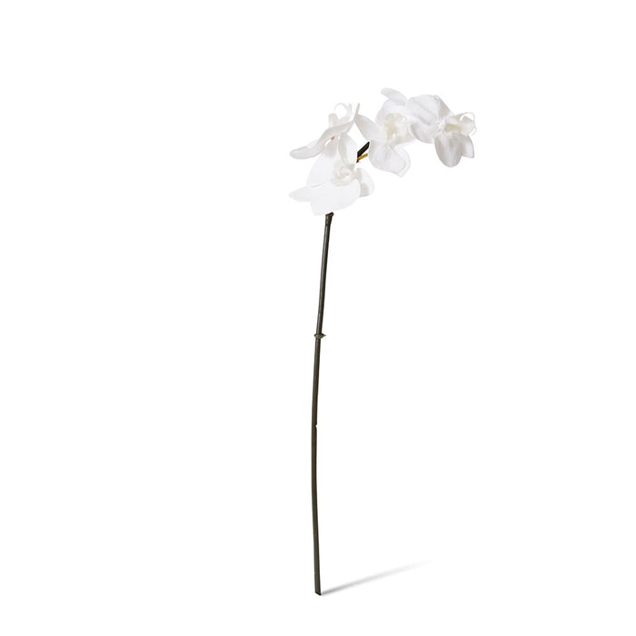 Phalaenopsis Orchid Mini Stem Pack of 12 - White, 51cm (H)