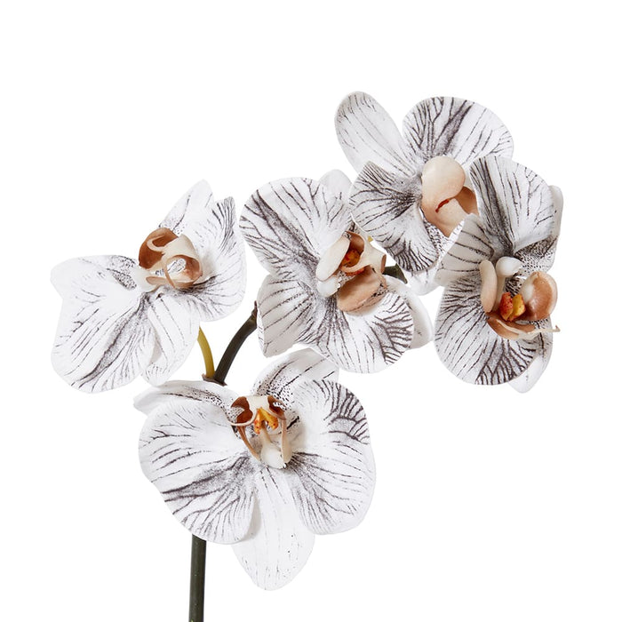 Phalaenopsis Orchid Mini Stem Pack of 12 - White/Black, 51cm (H)