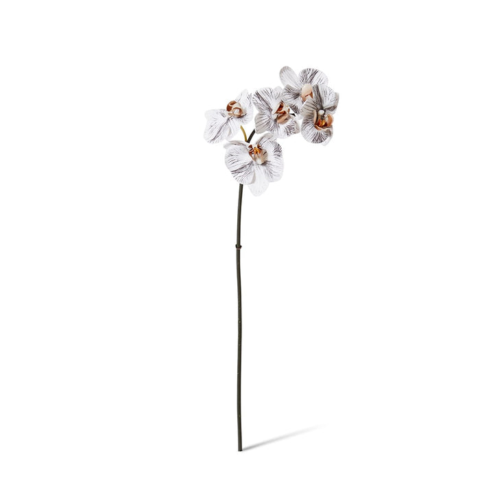 Phalaenopsis Orchid Mini Stem Pack of 12 - White/Black, 51cm (H)