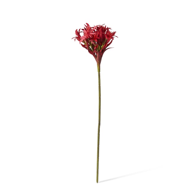 Gymea Lily Stem Pack of 2 - Red, 117cm (H)