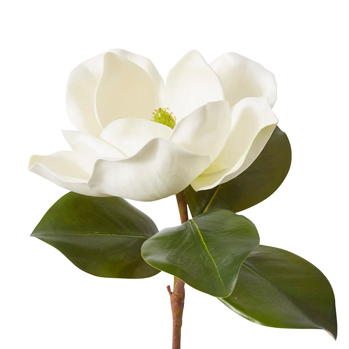 Magnolia Grand Stem Pack of 12 - White, 71cm (H)