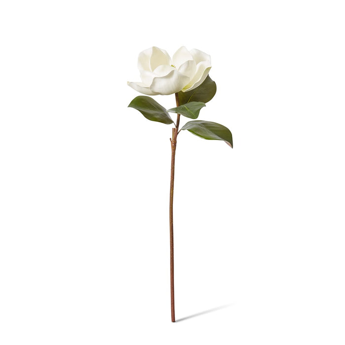 Magnolia Grand Stem Pack of 12 - White, 71cm (H)