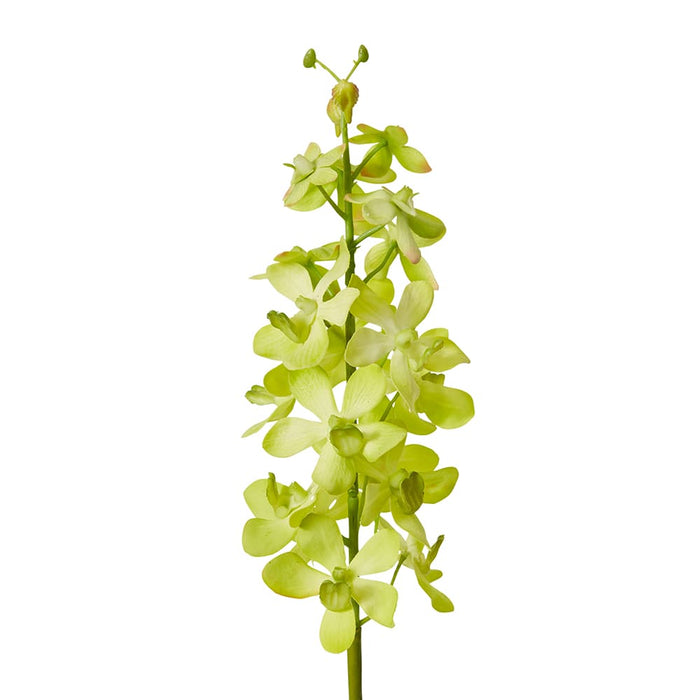 Orchid Vanda Stem Pack of 12 - Green, 69cm (H)