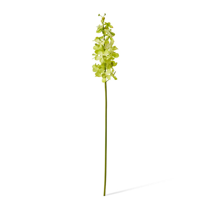 Orchid Vanda Stem Pack of 12 - Green, 69cm (H)