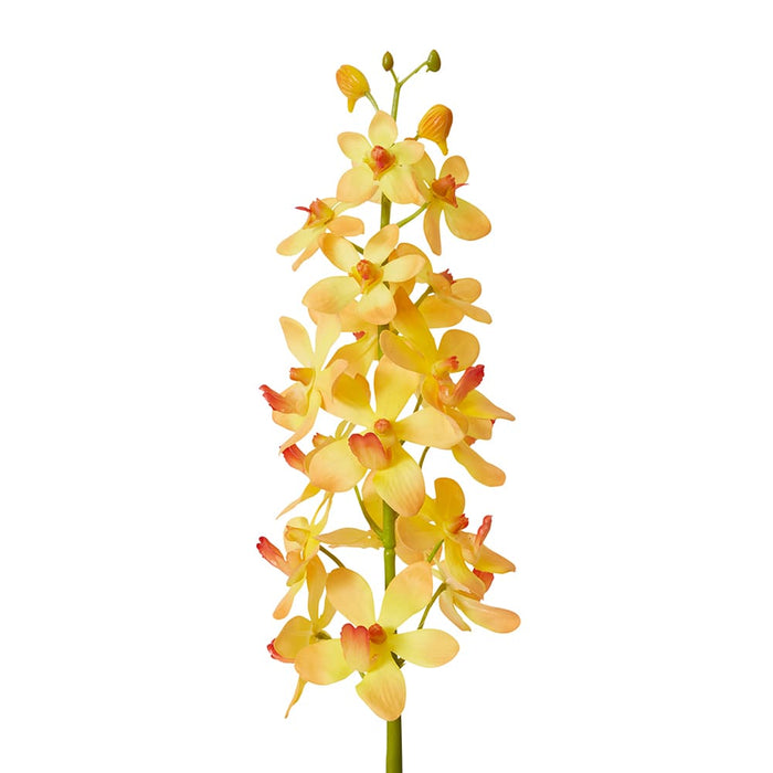 Orchid Vanda Stem Pack of 12 - Orange, 69cm (H)