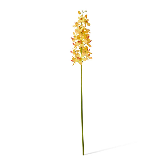Orchid Vanda Stem Pack of 12 - Orange, 69cm (H)