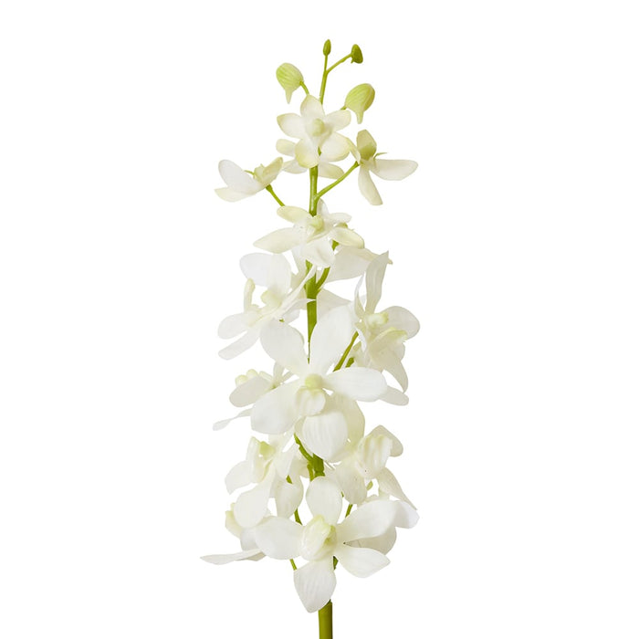 Orchid Vanda Stem Pack of 12 - White, 69cm (H)