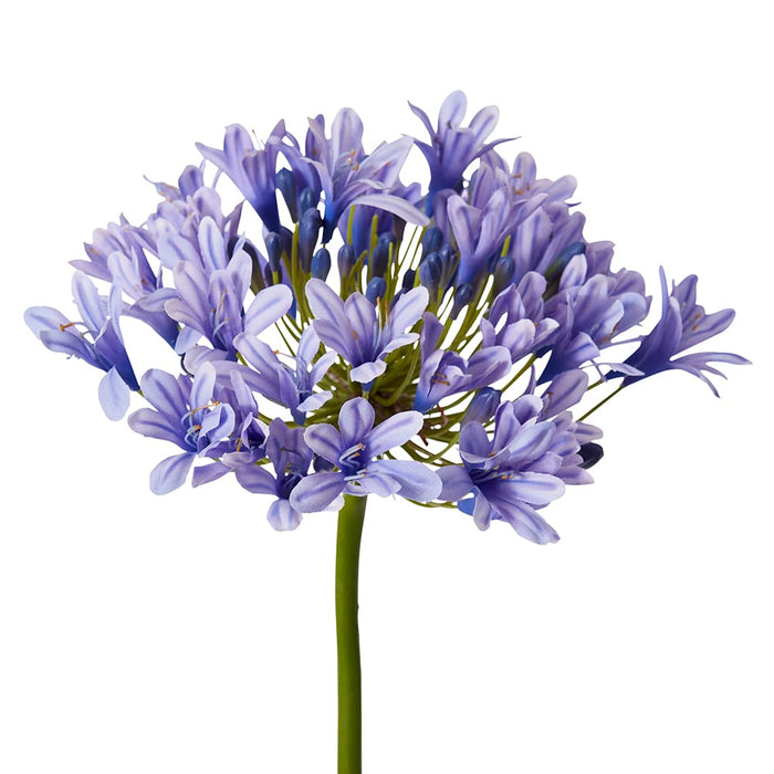 Agapanthus Stem Pack of 12 - Blue, 76cm (H)