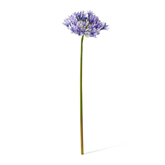 Agapanthus Stem Pack of 12 - Blue, 76cm (H)