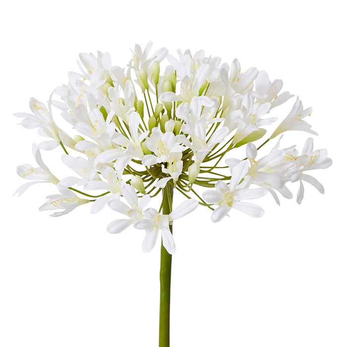 Agapanthus Stem Pack of 12 - White, 76cm (H)