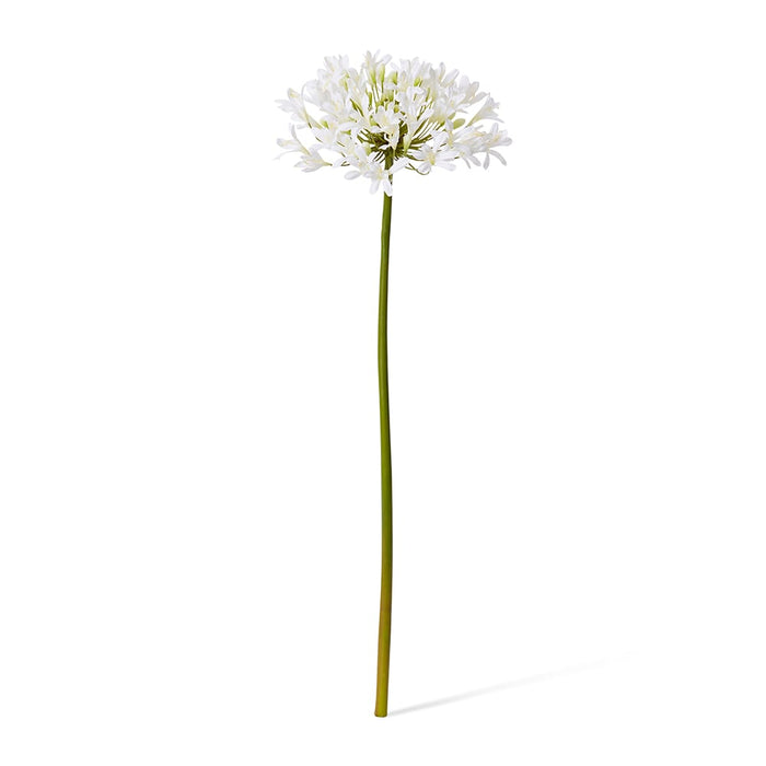 Agapanthus Stem Pack of 12 - White, 76cm (H)