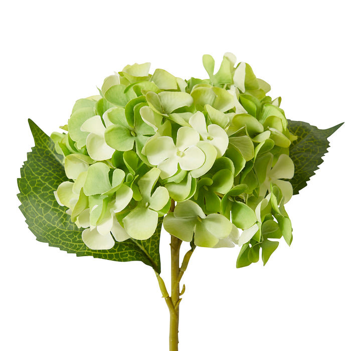 Hydrangea Garden Small Stem Pack Of 12 - Green, 47cm (H)