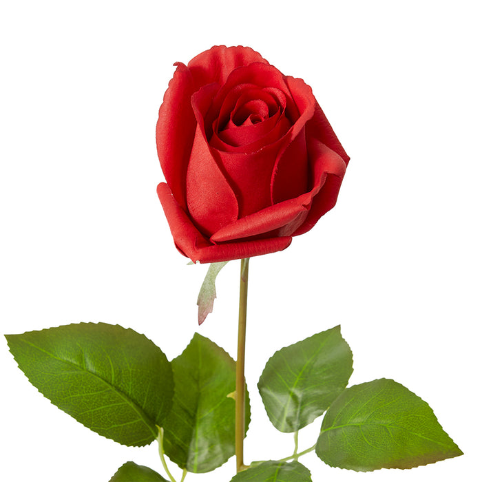 Rose Lady Stem (RT) Pack Of 12 - Red, 65cm (H)