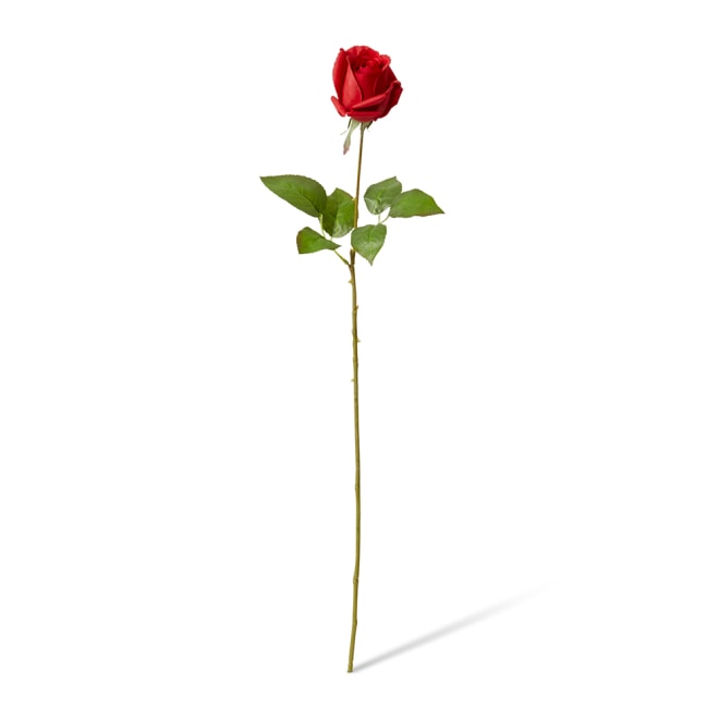 Rose Lady Stem (RT) Pack Of 12 - Red, 65cm (H)