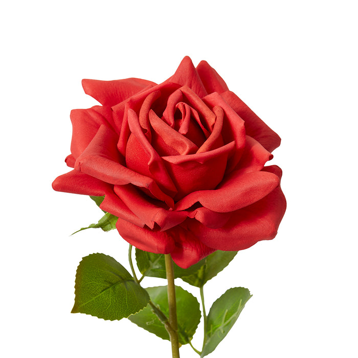 Rose Rosa Stem (RT) Pack Of 12 - Red, 63cm (H)