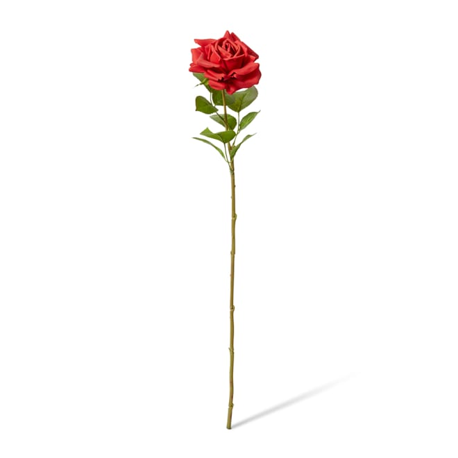 Rose Rosa Stem (RT) Pack Of 12 - Red, 63cm (H)