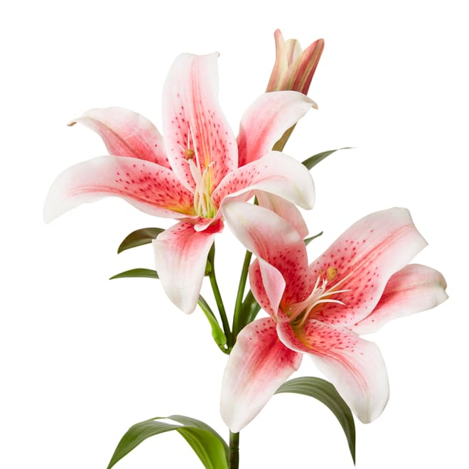 Lily Flower Spray Pack Of 12 - Dark Pink, 90cm (H)