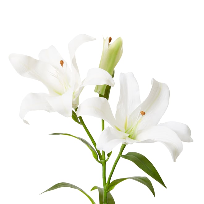 Lily Flower Spray Pack Of 12 - White, 90cm (H)